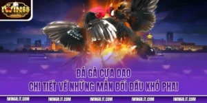 Đá Gà Cựa Dao - Chi Tiết Về Những Màn Đối Đầu Khó Phai