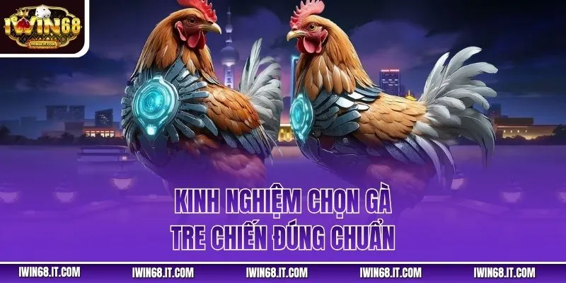 Kinh nghiệm chọn gà tre chiến đúng chuẩn