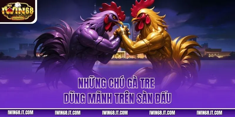 Những chú gà tre dũng mãnh trên sàn đấu